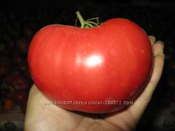 Семена коллекционных томатов и сладкого перца