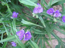 #2: сиреневая 