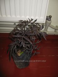 #6: на продажу