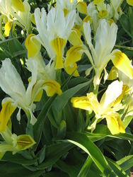 юнона бухарская