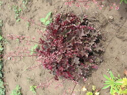 #1: ебони енд айвори