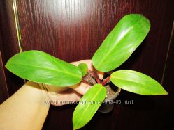 #5: erubescens Medisa1