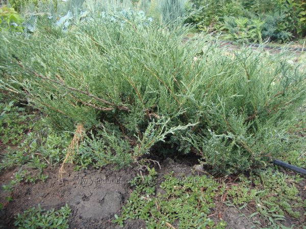 ХВОЙНЫЕ РАСТЕНИЯ