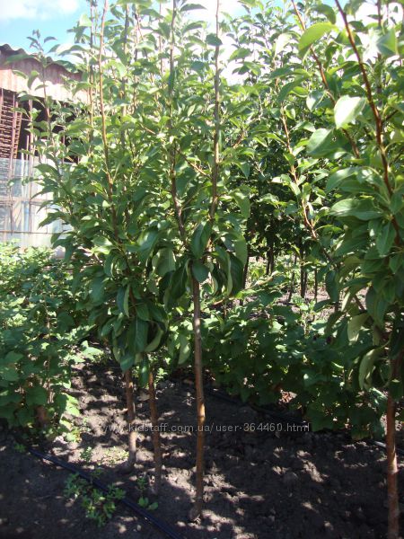 РЕАЛЬНОЕ ФОТО Растений