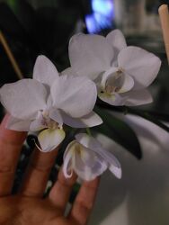 Продам орхидею миди белого цвета