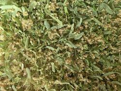 Липа, липовый чай, липовый цвет, ароматная , цена за 200 грамм