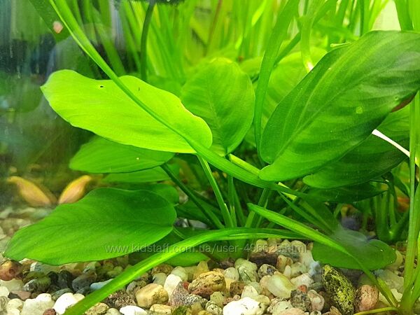 Анубіас нана - для акваріума