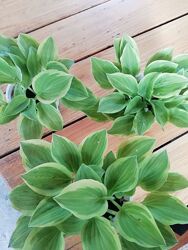 #4: Хоста 60 грн