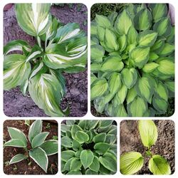 #7: Набір 150 грн