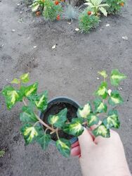 #8: Плющ 40 грн.