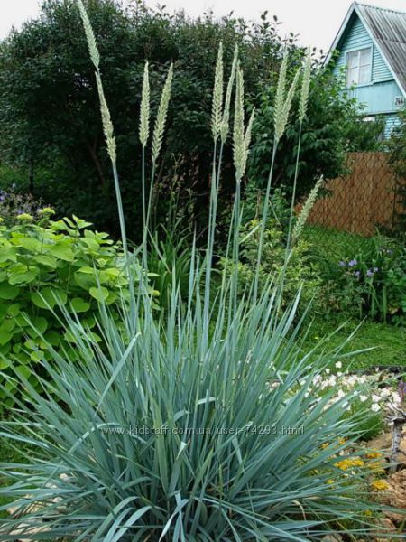 Декоративные злаки, 15 грн. купить Полтавская область - Kidstaff ...