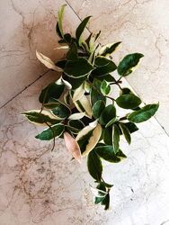 Преміум Хойя хоя хоа варієгатна Італія