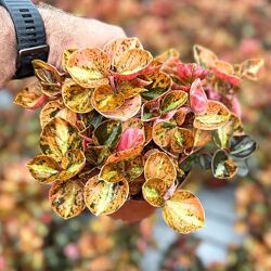 Екслюзив унікальна пеперомия ПЕПЕРОМІЯ красуня