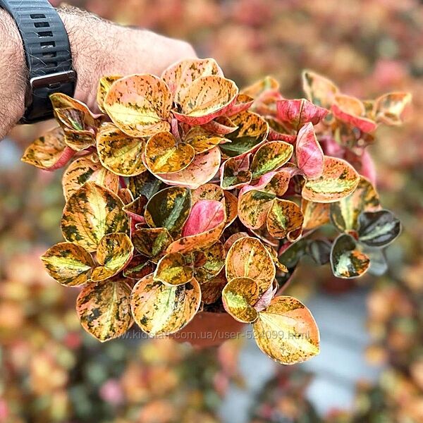 Екслюзив унікальна пеперомия ПЕПЕРОМІЯ красуня