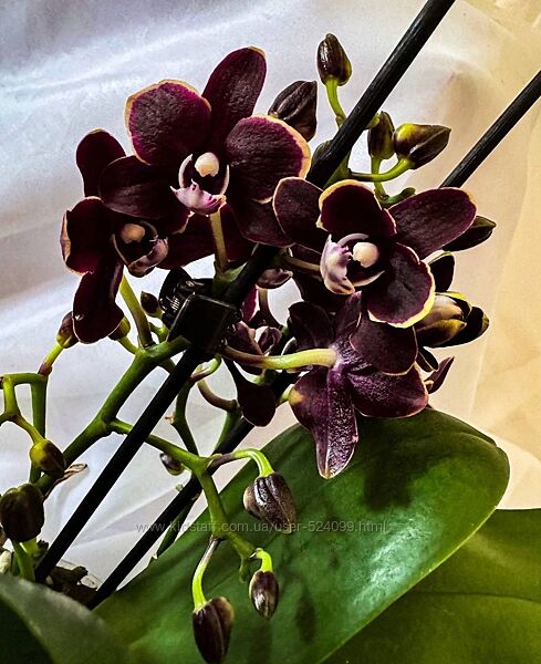 Шикарна шкіряна міні орхідея орхидея фаленопсис фалінопсіс
