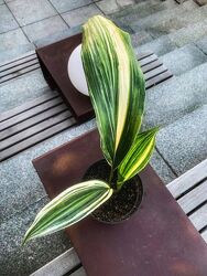 Екслюзив рідкісна красуня аспідістра аспидистра варієгатна аспідистра