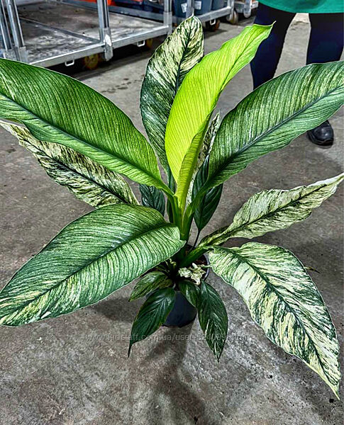 Екслюзив гігант Спатіфілум спатифиллум сенсація сенсация вариегатный