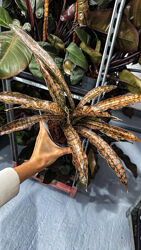 Рідкісна стар каньон сансевиерия гранит star granit canyon сансевієрія