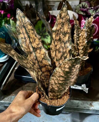 Рідкісна  Браун стар каньон сансевиерия гранит star granit canyon сансевієр