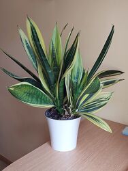 #4: Ґолден флейм