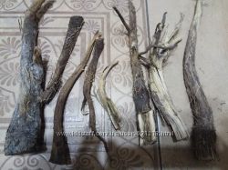 #4: Корень лопуха