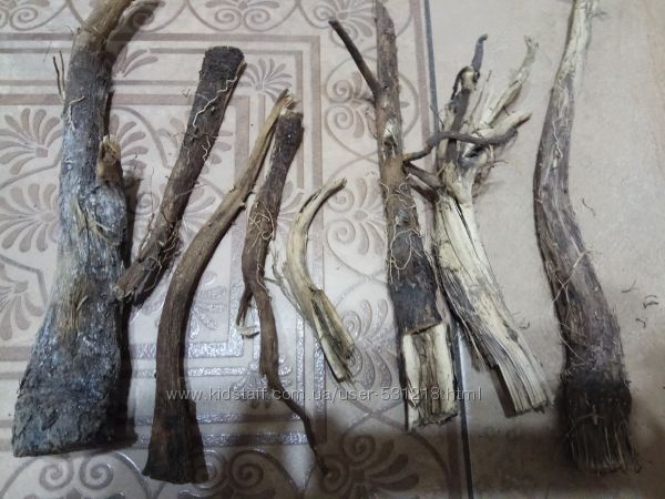 #4: Корень лопуха