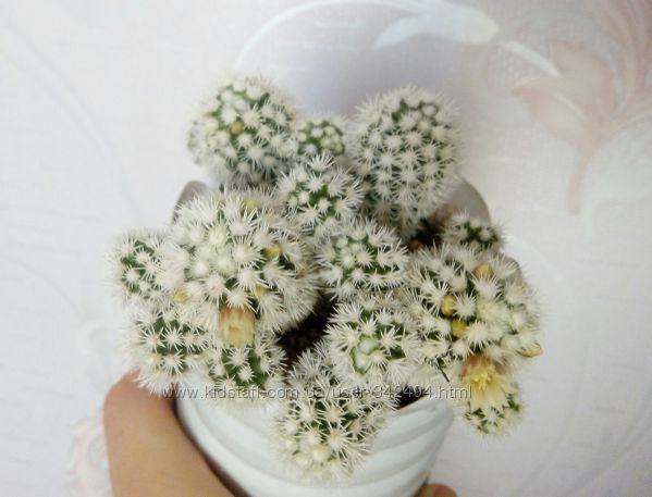 Кактус Снежок 3- 5 см  подарок