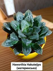 Хавортія Hakuteijyo