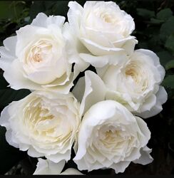 Троянда японська Шилабі, привита 2х річна