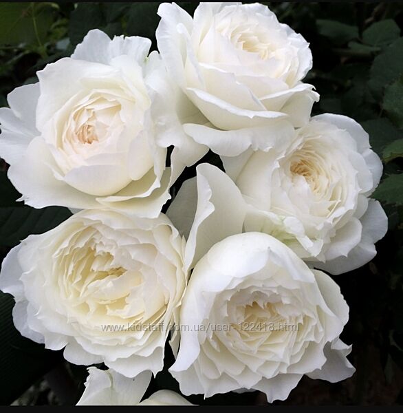 Троянда японська Шилабі, привита 2х річна