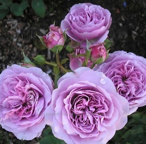 Троянда Лавендер Айс, привита, 2х річна