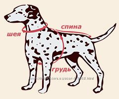 #2: как измерить собаку
