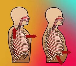 Александр Волоткевич Регулировка внутрибрюшного давления. Клеточное дыхание