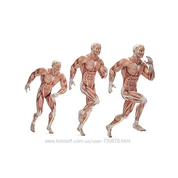 Александр Волоткевич Ягодицы 360. Связь со стопой. Фазы походки 2025