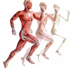 Александр Волоткевич Нейтральность, осанка и мышечно-скелетные асимметрии