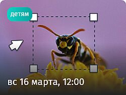 Илья Гомыранов Тайны мира насекомых Прямая речь 2025