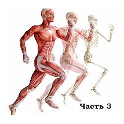 Александр Волоткевич Нейтральность, осанка и мышечно-скелетные асимметрии