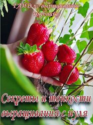 Ягодный Дворик Гайд по выращиванию клубники