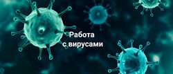 Никита Истомин Работа с вирусами 2024
