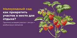 Мария Шашкова Малоуходный сад как превратить участок в место для отдыха 