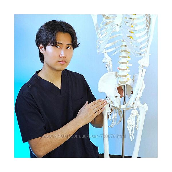 Артем Пак Здоровый тазобедренный сустав 2025