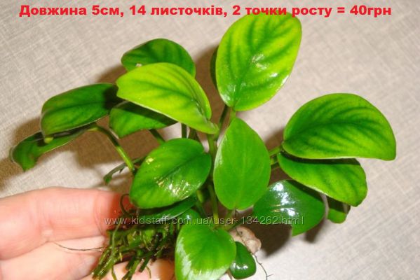 Аквариумное