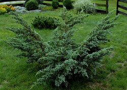 #2: мейери взрослый