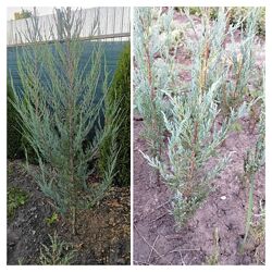 #7: колоновидний 