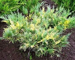 #9: блю энд голд