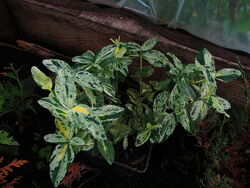 #5: голден арлекин