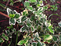 #2: эмеральд гайети