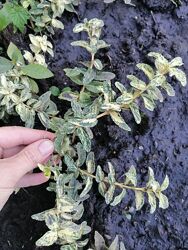 #6: голден арлекин