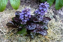 Живучка пурпурная, 2 сорта