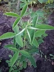 #4: бобовник